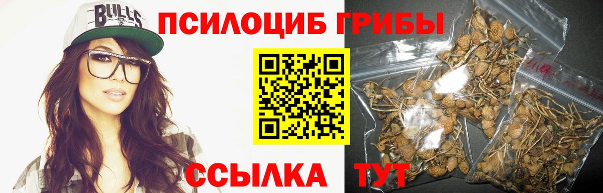 Губкинский  Псилоцибиновые грибы Psilocybine cubensis  Вход с VPN 